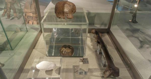 Koleksi fosil "Java Man" di Museum Naturalis (naturalis.nl)