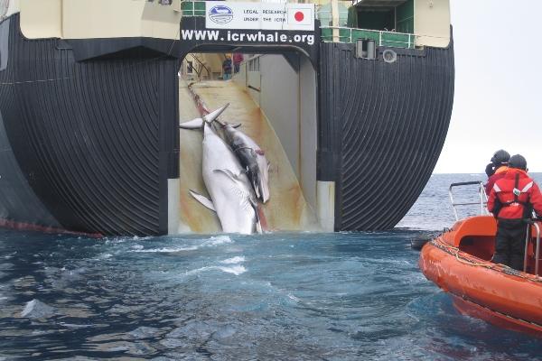 Petugas Australian Customs and Border Protection Service memergoki kapal Jepang, Nisshin Maru menangkap ikan paus. (Dok. Australian Customs and Border Protection Service).