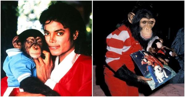 Simpanse yang tak jarang diajak ikut tur konser Michael Jackson (michaeljackson.com)