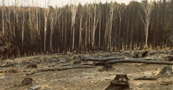 Ilustrasi Kebakaran New South Wales 1984