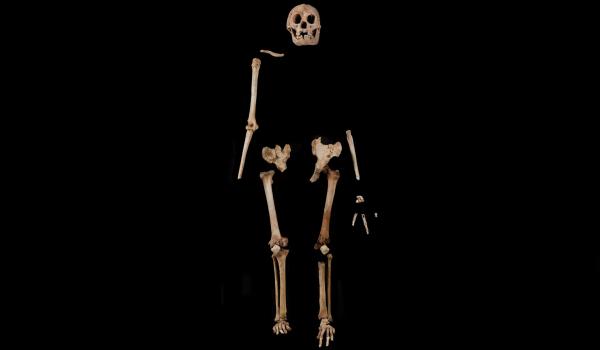 Spesimen "LB1" Homo floresiensis (Smithsonian Institute)