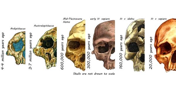 Tengkorak hominin selama 4,4 juta tahun terakhir. (Rodrigo Lacruz)