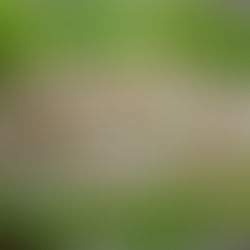 Best Creamy Potato Salad