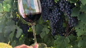 Vinho faz mal ao Coração? Especialistas respondem