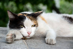 Cat_1