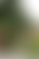 SARAH SZE - La Biennale di Venezia 2015