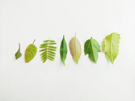 San Diego Pest Control and Rodent Control: What You Need to Know