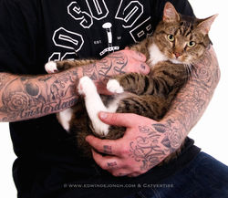 Cattoo