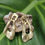 Thumbnail: Big duo square Earring