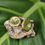 Thumbnail: Big button earring