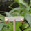 Thumbnail: Small Matte C Earring