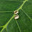 Thumbnail: Mate coin Earrings