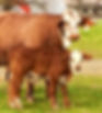 CALVES2