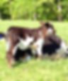 Calf