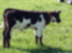 Calf