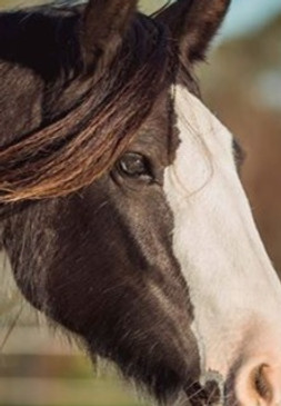 56739313_326767258033783_908442490132181