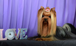 CAMPARIS DOMINO (БУМЕР)