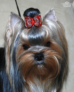 FAIRY FLAME SHERIDAN (ШЕРА)