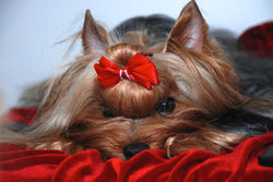 BABY CHARM BRAVO BRAVISSIMO