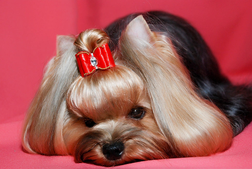 BABY SHARM SPACE STORI SOFI LOREN