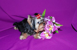 BABY CHARM FERRARI ENZO