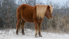 Visiting Assateague Island and Seeing the Wild Horses In Winter