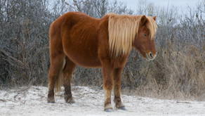Visiting Assateague Island and Seeing the Wild Horses In Winter