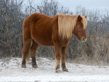 Visiting Assateague Island and Seeing the Wild Horses In Winter