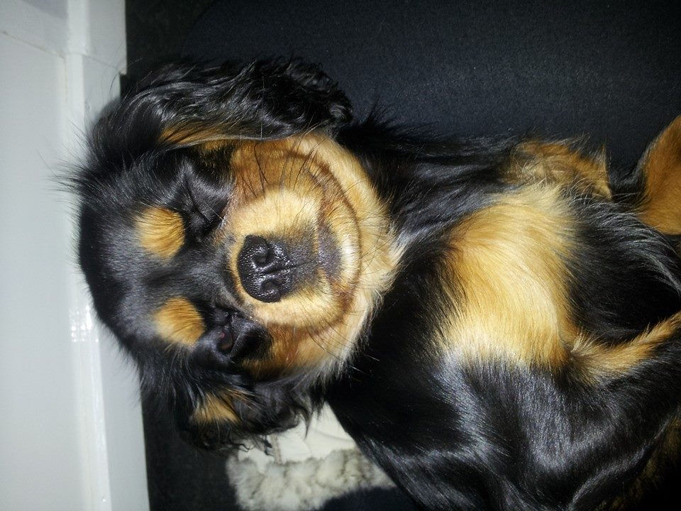 bramble