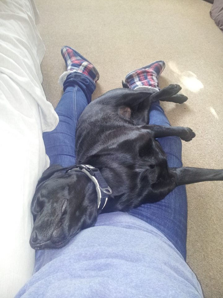 millie cuddles