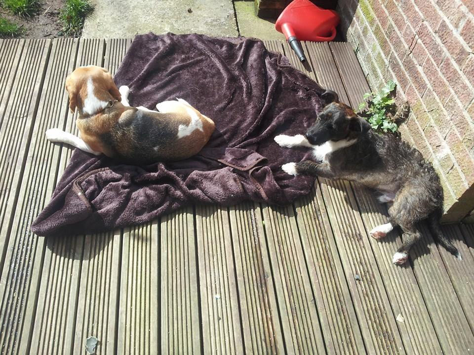 old happy tails