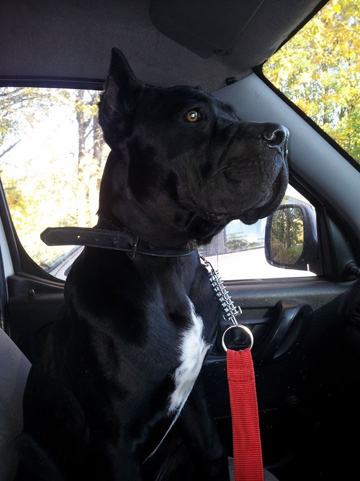 zeus