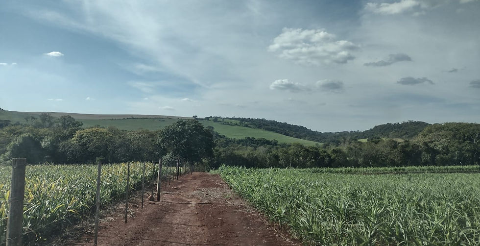 Miniatura: Fazenda de 48 alqueires em Arandu/SP