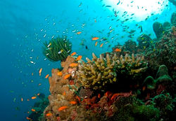 Maldives-The-Coral-Reef-at-the-Andaman-Islands.jpg