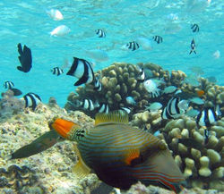 Maldives-Orange_Lined_Triggerfish.jpg