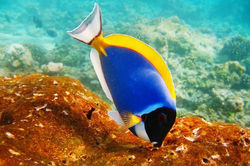 Maldives-Beautiful-Fish.jpg