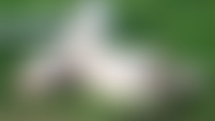 Bringing a Puppy Home