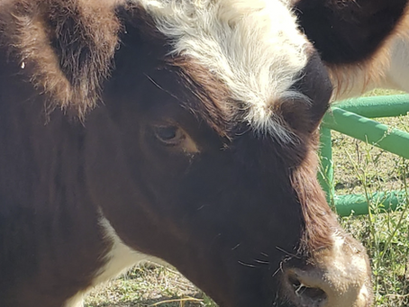 Pregnancy Checking Cattle and Animal Chiropractic - and how we all are affected