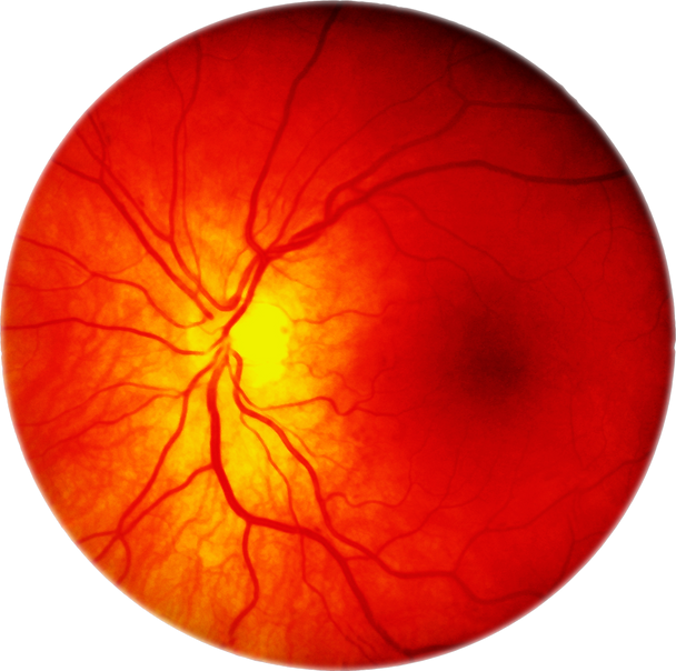 Retina.png
