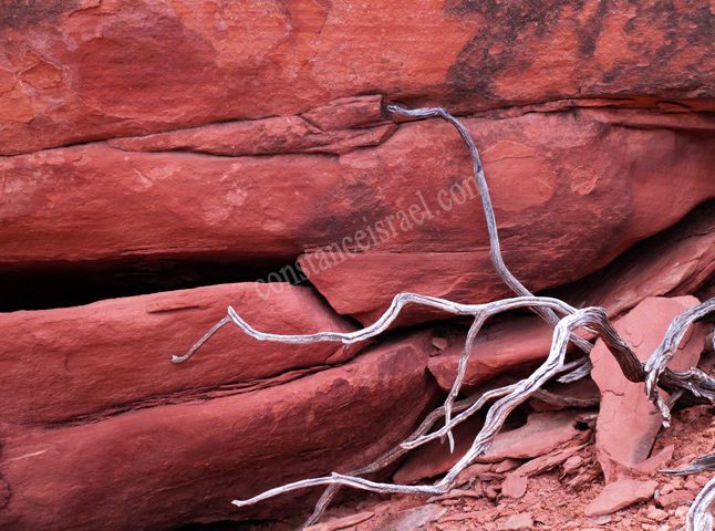 Constance Israel: Photographer