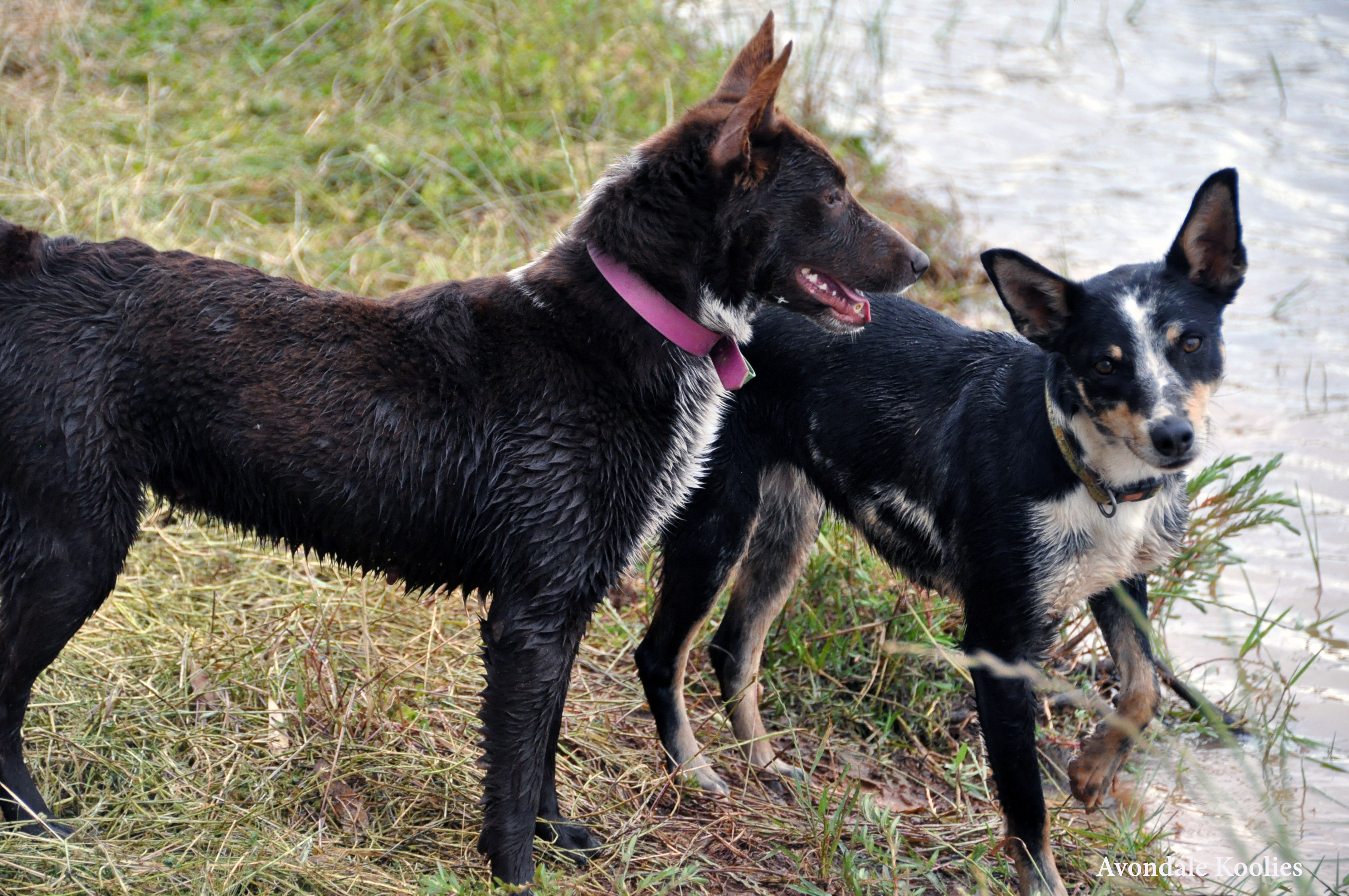 tractor supply co dog vaccines