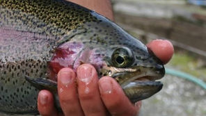 Propuesta de alimentación para productores de trucha