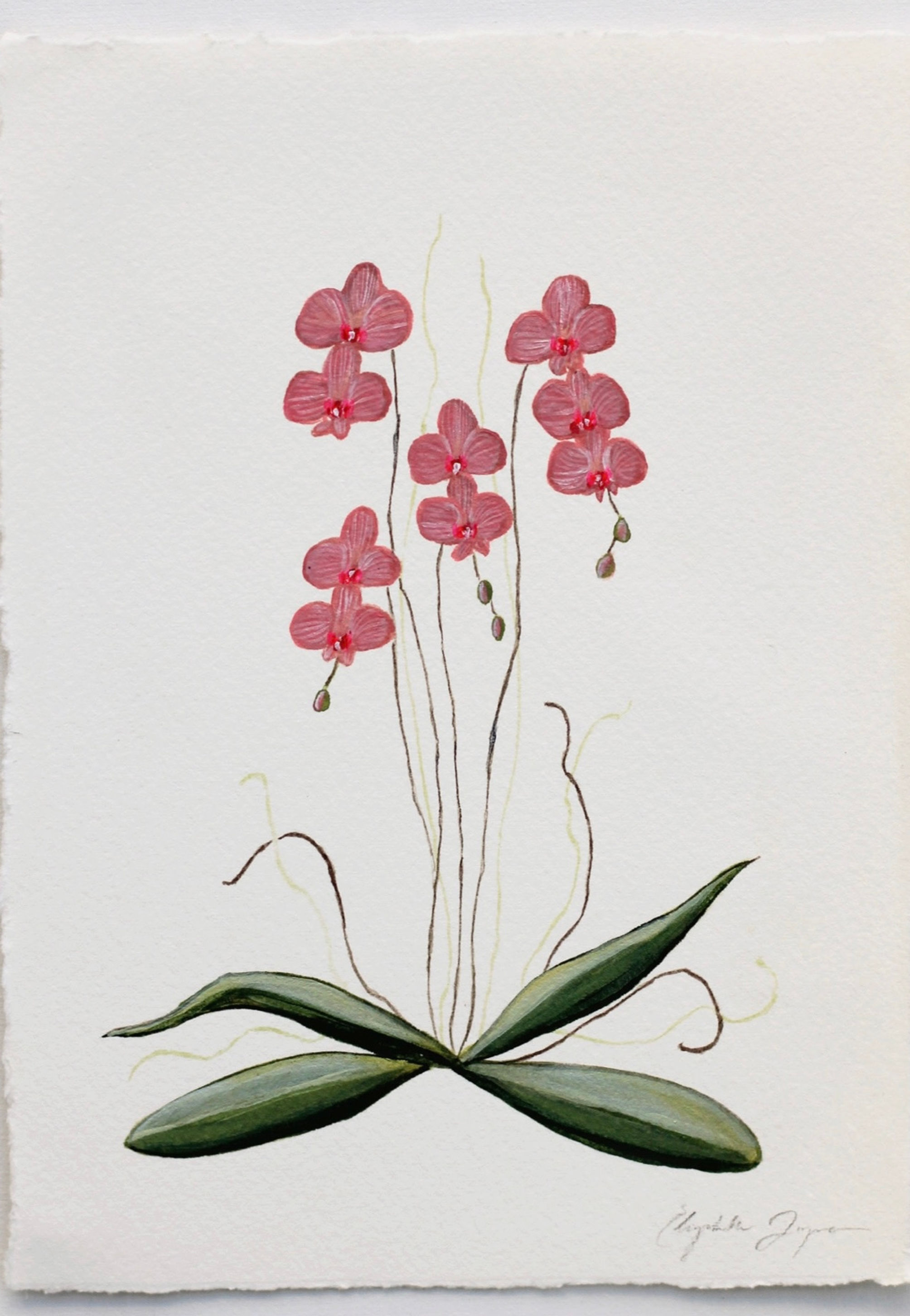 Pink Dancing Orchid 1