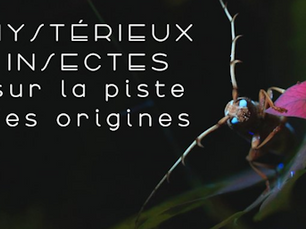 Alerte Santé - Algérie: Un insecte non identifié déclenche l’alerte à Blida... Plus de 100 victimes... Scolarité suspendue.
