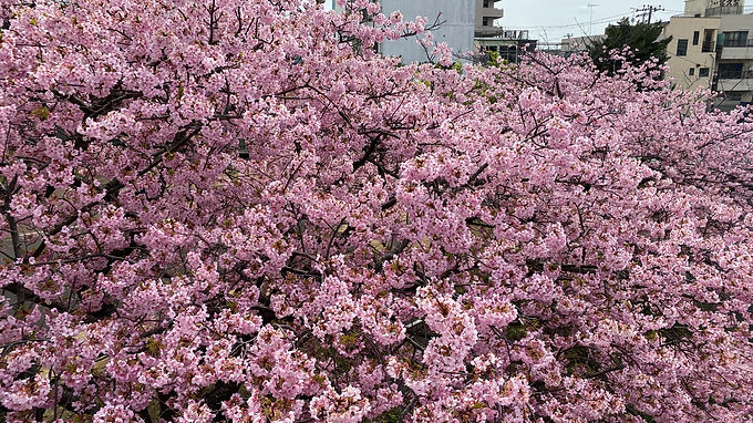 沼津市内の河津桜が見頃を迎え、美しい景色が広がっています！