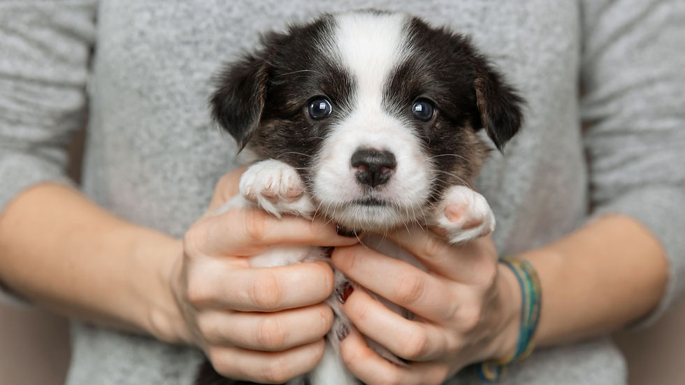 犬とまーちゃん