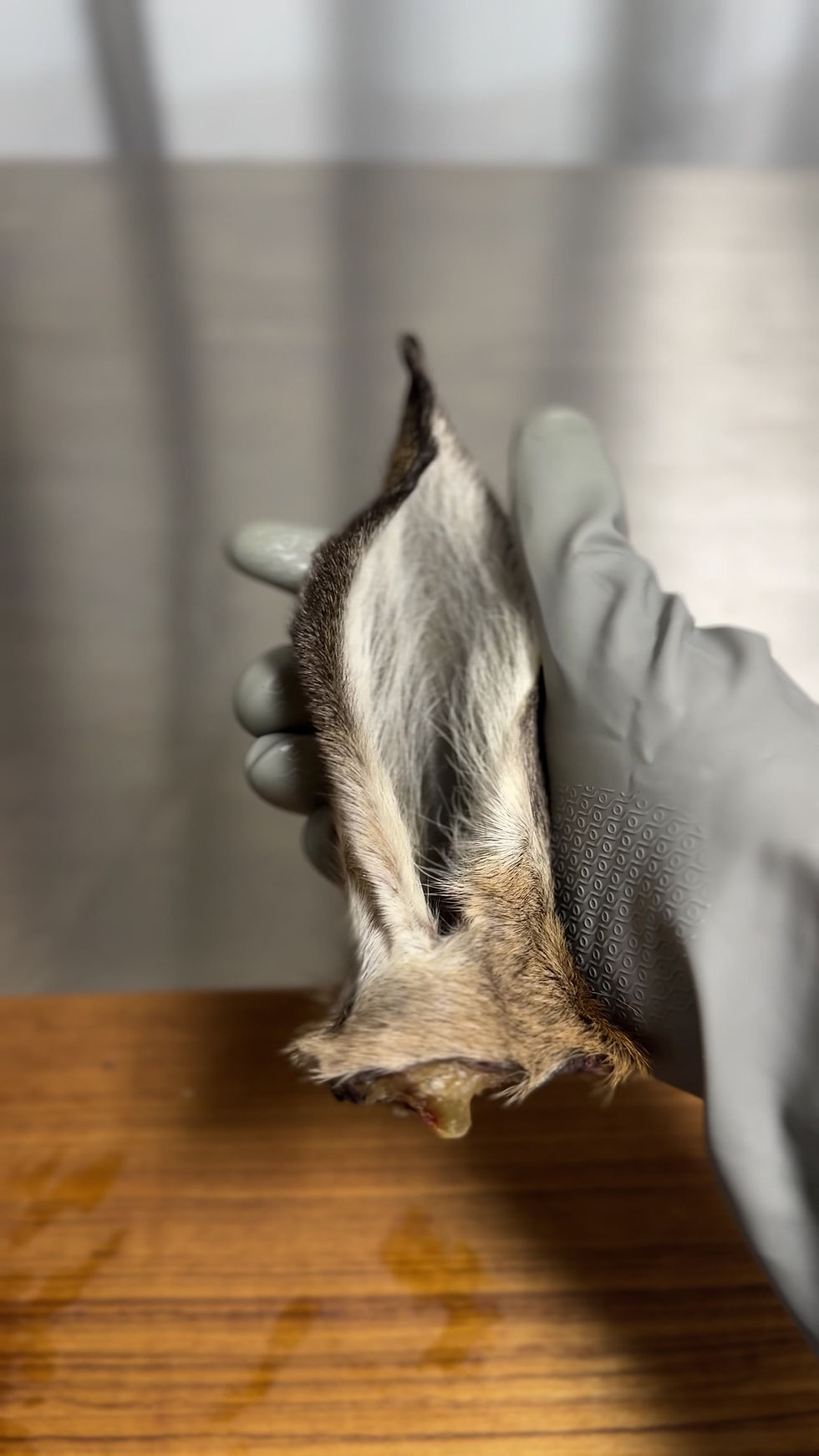 サムネイル： 天然 鹿耳ジャーキー（毛付き）【ホンシュウジカ】