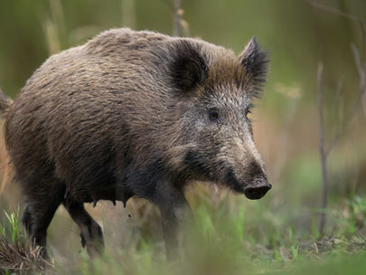 ちょっと不器用でまっすぐ。イノシシという生きもの