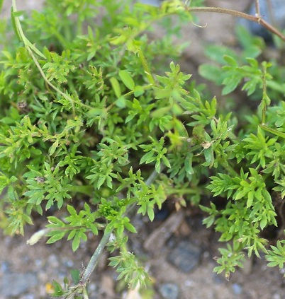 外来の植物