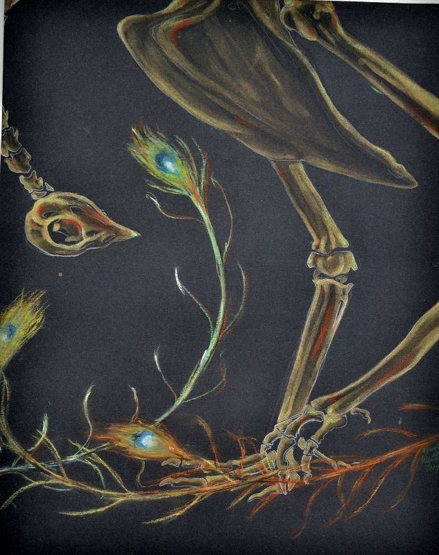 Peacock Bones